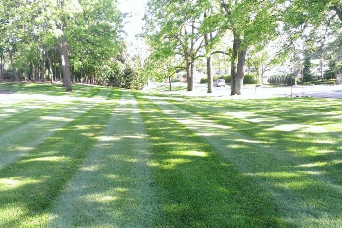 0_0000_fertilization Sunlit park with trees and green grass.