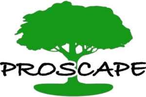 A green tree with the word " roscaf " underneath it.