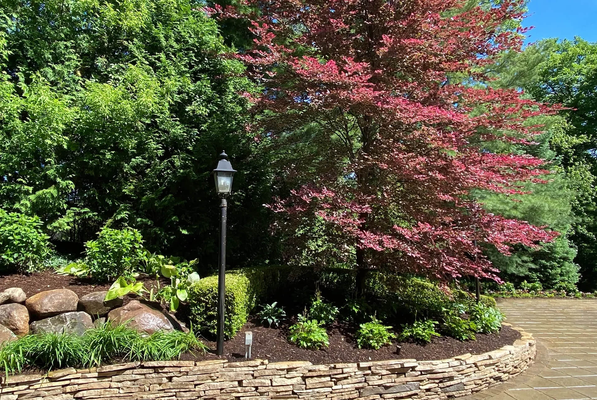 Garden with red tree and stone path.